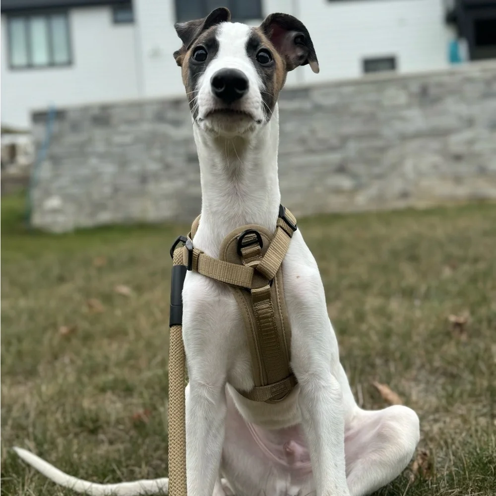 KONG Tan Dog Harness One Small and One Medium